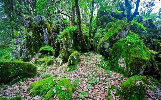 罕见! 被称为“神仙的居所”, 四川发现国内面积最大的绿石林!