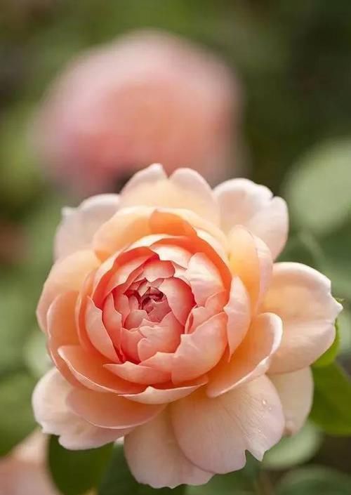  『代表着』花友选出了自己认为最美的50种花