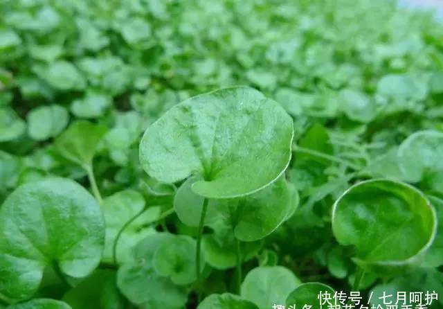  【杂草】这种野草无人问津，常被农民当作杂草铲除掉，殊不知70元一斤