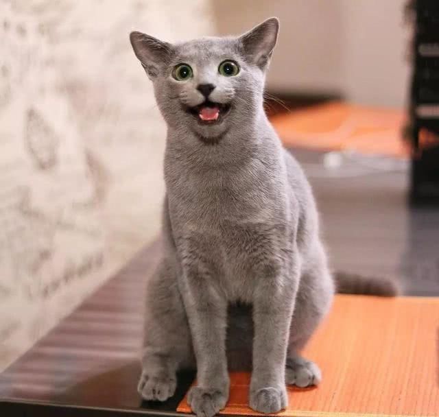  「有趣」超有趣的“变脸猫大赛”，猫看后自己都笑了……