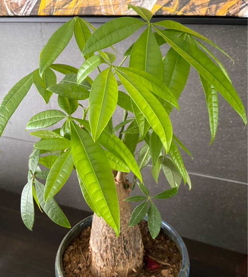  #死翘翘#2种公认难养的花,浇水要浇对,不然很快死翘翘