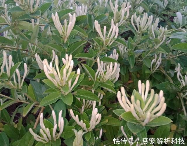  『新芽枯萎』金银花盆栽养不好，犯了2个错，要想开花满屋香，急需一个小手术
