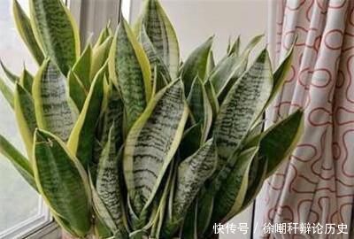  『分株』虎皮兰分盆注意事项