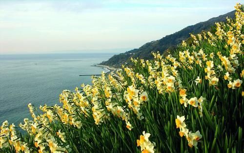  症状|这些花均有剧毒，碰见最好远离，不然结果承担不起！