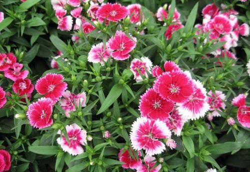  『石竹花』在家中养护花卉，就选择花量繁多，花期长，生长茂盛的花卉