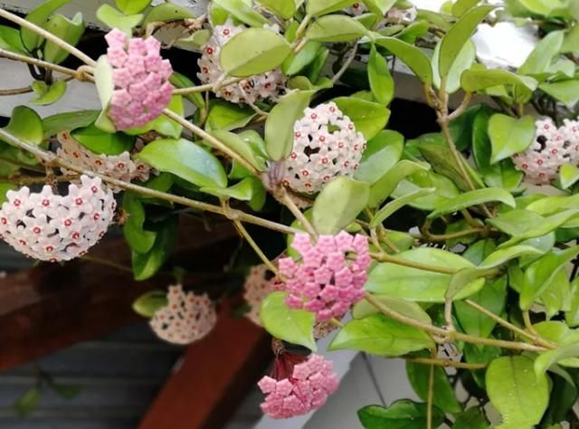  家里■家里光照不好，就养这4种花，耐阴还能勤开花！