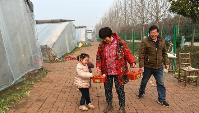  [草莓种植]农民种植草莓，春节期间生意火爆，采摘40元一斤，进棚随便吃