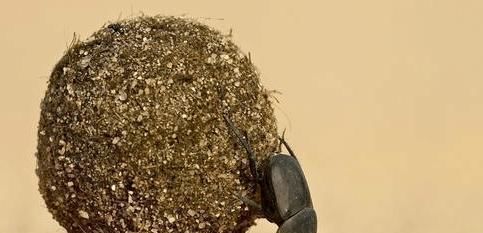 美国为什么能成为“养猪第一强国”? 看看人家的猪粪就知道了