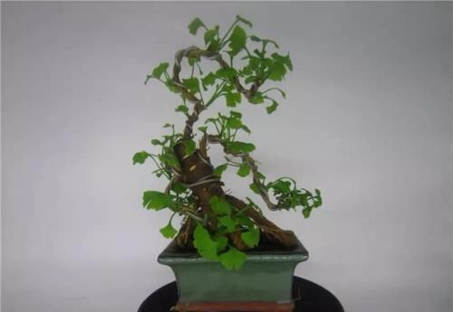  「身价」这六种植物越养越值钱，在家养几年，身价猛涨几倍！你家养了几种