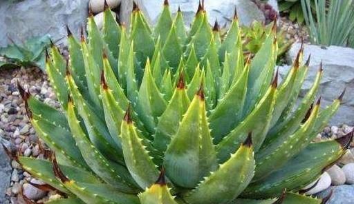 「贴梗海棠」这9种花原来可以吃?仙人掌可以吃,芦荟可以 “炒”?
