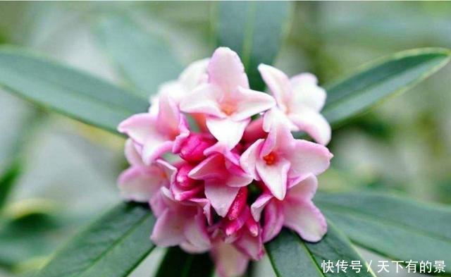 『机器』3种花开花能力强易爆盆,被称为“开花机器”,好养易活颜色鲜艳