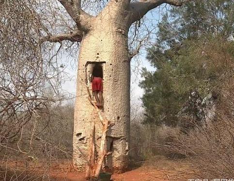 被非洲当成宝的树，一次能储存2吨水，引进国内后作用令人心酸