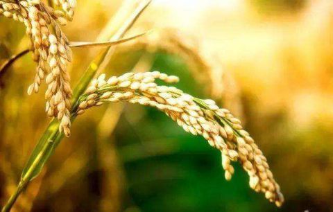  「奋斗」袁隆平有个禾下乘凉梦，经过育种人员的奋斗，如今已经