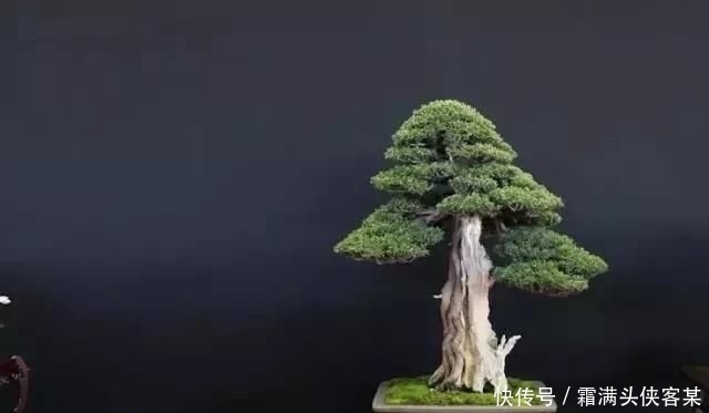  [栽种盆景]玩盆景，已成为当下追求高品质生活的一股潮流