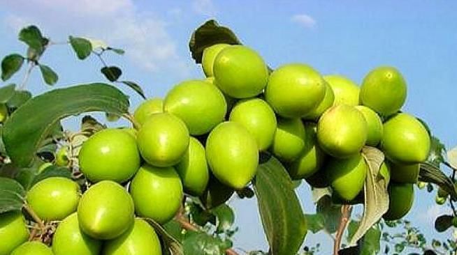  果树|农村一种水果，其果树不到半个人高，农民种植每亩收入6000