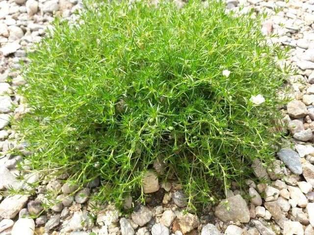 『盆栽』一种苔藓非常灵动,不甘于做装饰物,直接放在盆里能做盆景