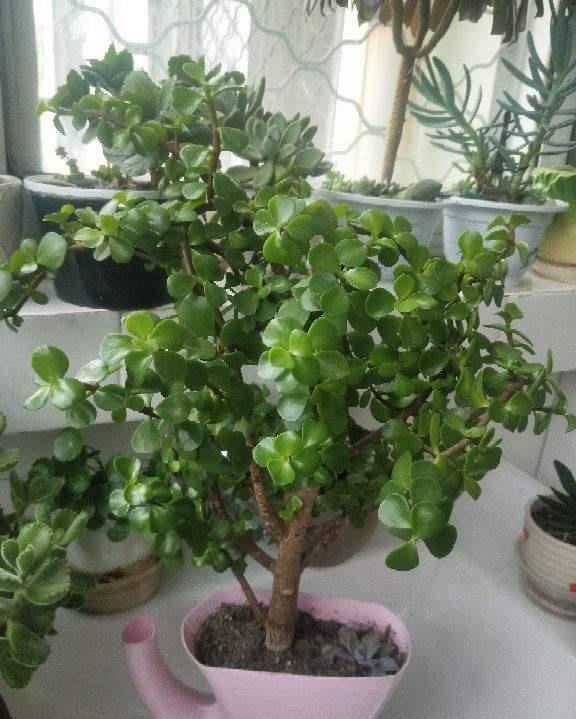  「春天」养玉树剪得越狠，春天长得越旺，不剪不开花