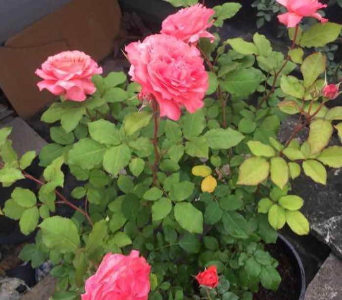  #定要注意#珊瑚果冻的养护方法，做好这“5点”四季开花，花朵各个丰满艳丽