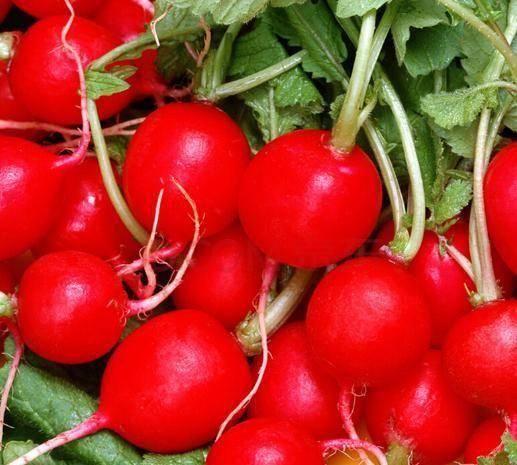  「萝卜」农民种萝卜，掌握好萝卜摘叶的方法，也能让萝卜高产