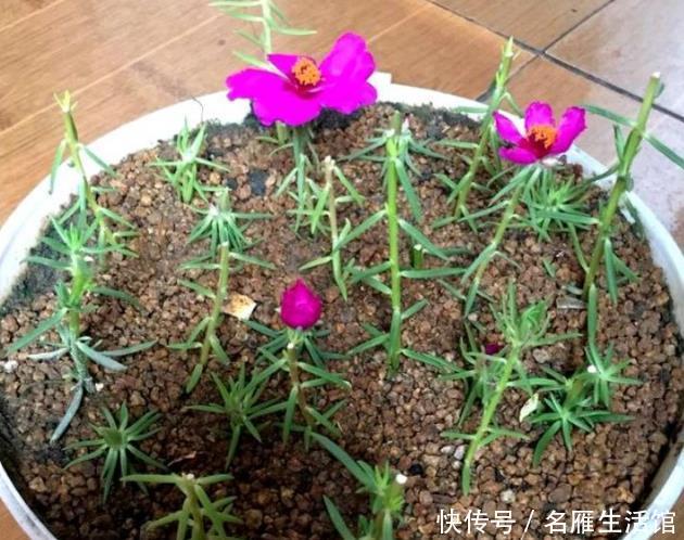  【就可以】4种花“随手”掐根枝，插土里就活，7天生根，立夏花开爆满盆！