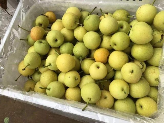  【家里】个个都是好果子，全部堆在家里没销路，果农：工钱都还