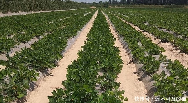  眼红|它是高价“漆黑”果，20元一斤不好买，农民看着眼红却不敢