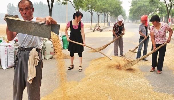 农民朋友注意了：今年小麦价格上涨，赶快出售还是再等等看？