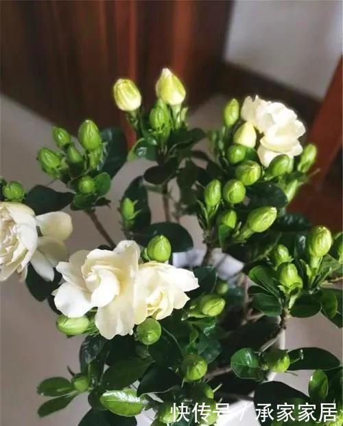  栀子花|栀子花发黄掉花苞，有2个“原因”，及时改善，叶油绿花爆满