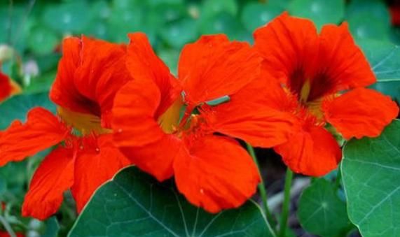  『阳台』阳台就养“4种花”，花朵美艳，花苞一茬接一茬，阳台美成后花园