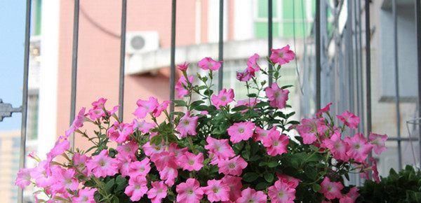  『垂吊矮牵牛』忘了绿植多肉吧，现在都爱养这种花，丢进花盆就能活，四季有花开
