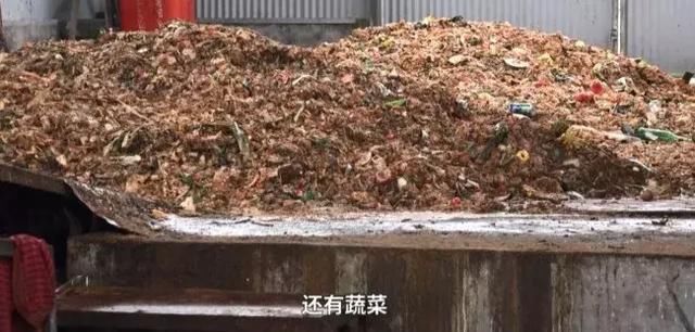 中国最恐怖工厂：养10亿只蟑螂，每天喂50吨饭，政府还给它补贴！