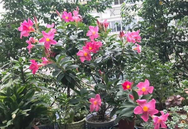  #开似#新手养花，不如养盆花中精品“鸳鸯荷”，花开似鸳鸯，娇艳欲滴