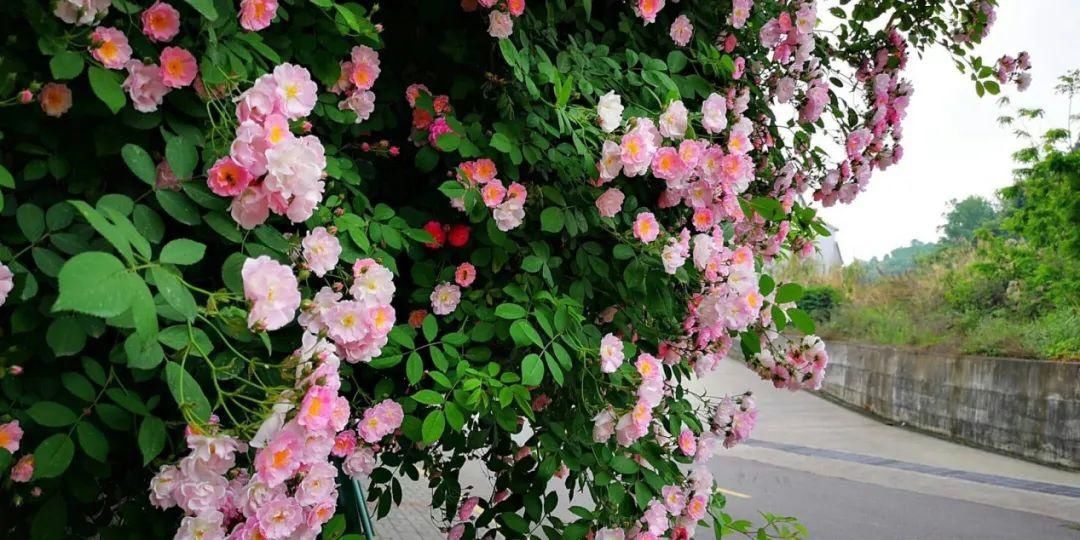  「打卡」蔷薇花开，待君归来|“云打卡”校园网红景点