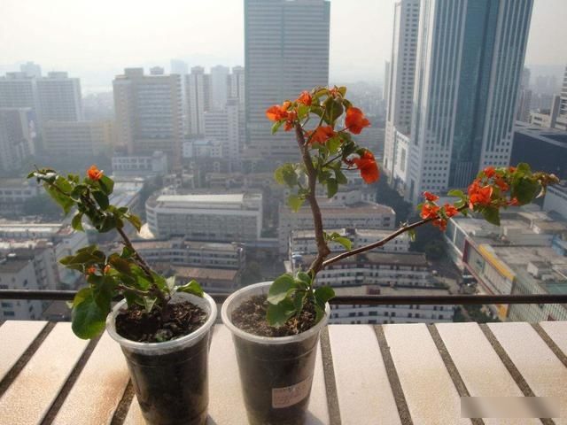  『小花』学会一个方法三角梅不用买，一根枝条就能扦插，容易爆盆花量大