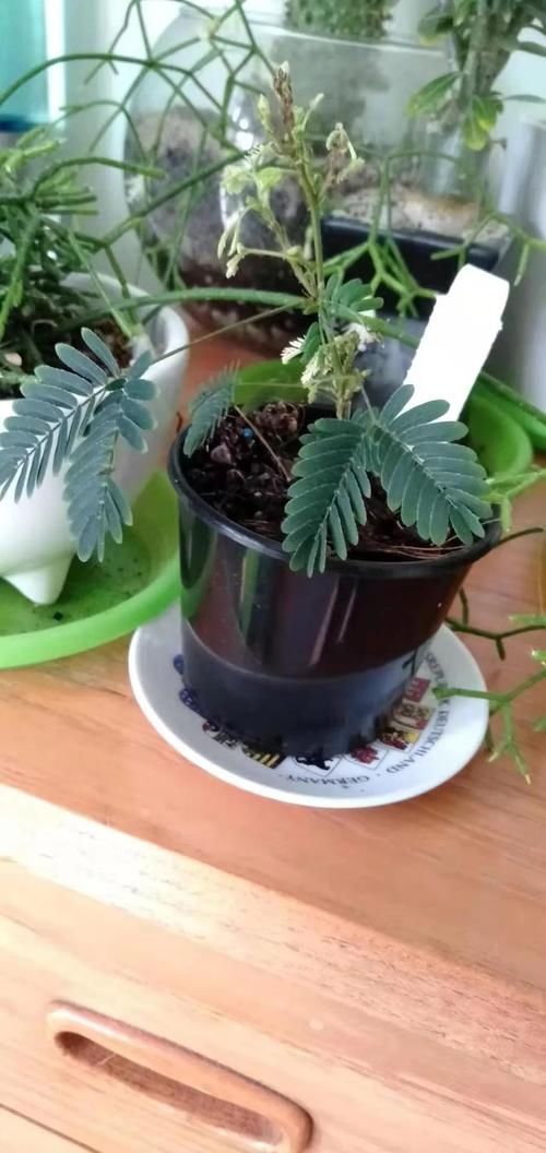 #家里#家里养的植物开不了花别怪卖家,有可能是你这几点没做好