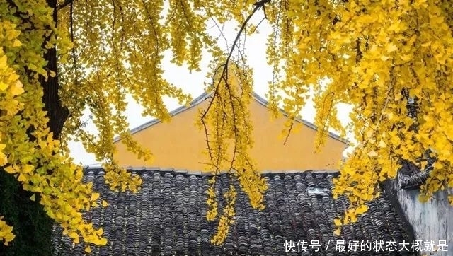 佛音袅袅,金黄满地,银杏配古刹,绝美!