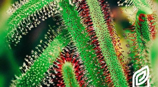  『泥炭土』植培施-茅膏菜Drosera 食虫植物栽培手册