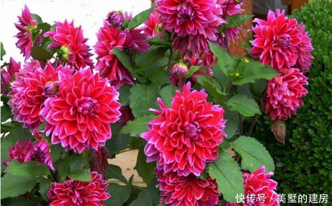 『多姿』新手养护花卉,就可以养护花色绚丽,花期长,优雅多姿的3种花卉