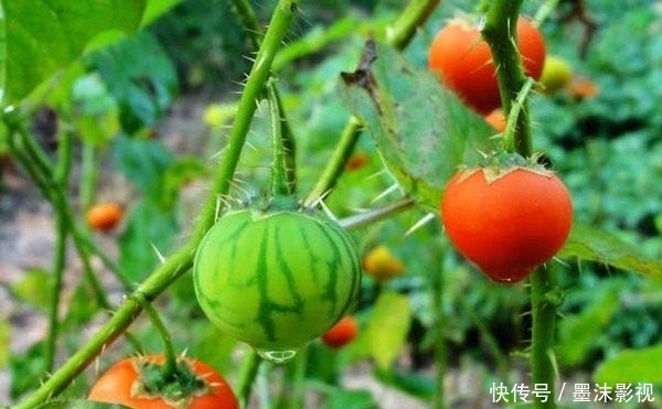 『番鬼』牛茄子,别名番鬼茄,喜生于路旁荒地、疏林或灌木丛中
