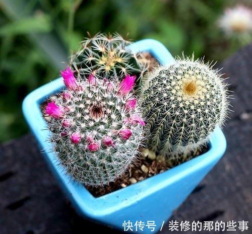  「盆土」仙人球不开花，是什么原因？做到“三点”，年年开花灿烂鲜艳