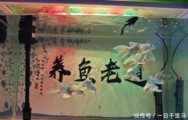 水质|鱼缸的藻类确实是个好东西,对水质而言,成也是它们败也是它们