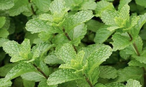  『薄荷』哪些植物有驱蚊的作用？什么植物驱蚊效果最好？