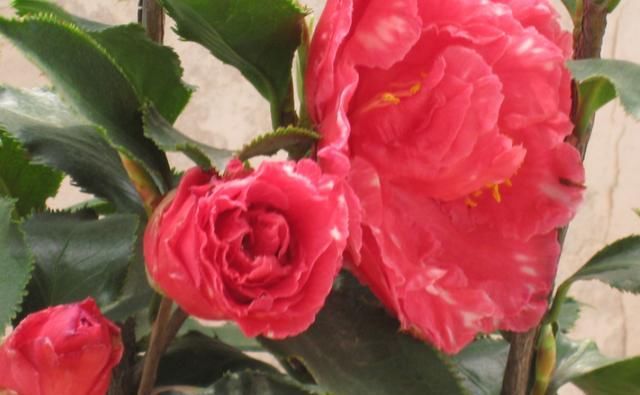 『顺利』茶花花苞不开放,原来是这“3点”原因导致,改善后花朵顺利绽放