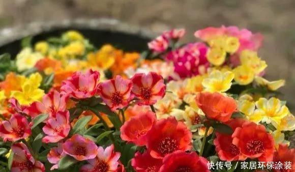 #品种#太阳花竟也有这么多品种,开成花海,也能成为惊世美景