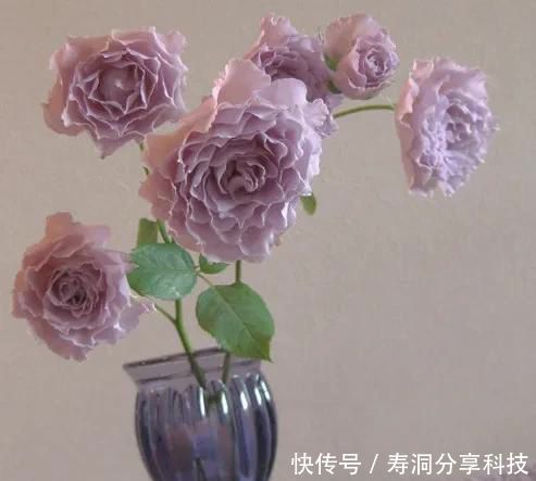 「品种」梦幻悠长,无法抗拒,月季的那抹蓝紫色美得清凉又高级!