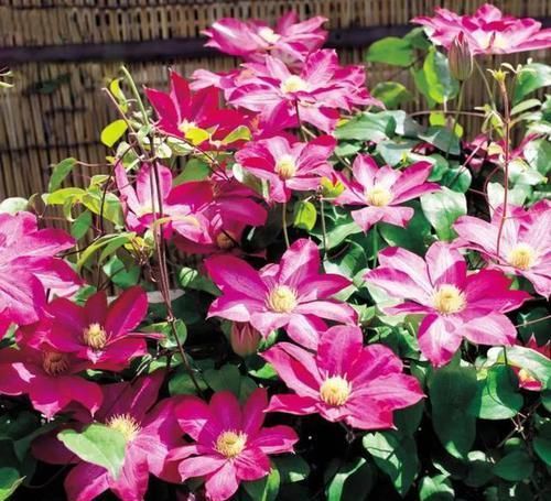  『三角梅』有院子的话，一定养这花，开花大又香！