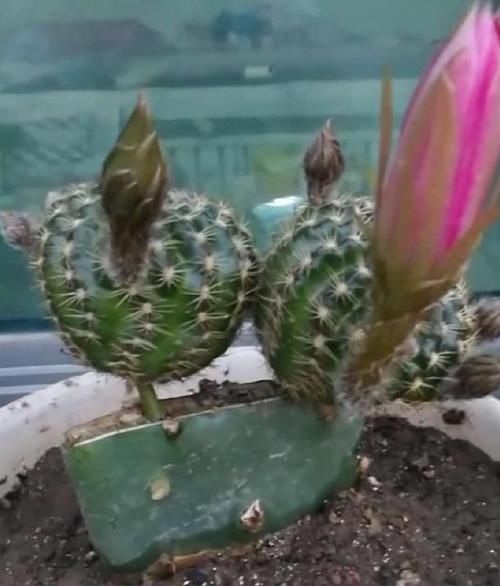  眨眼@牙签扎个洞，插上仙人球，眨眼就成活，转眼满枝花