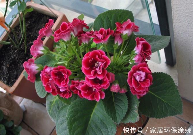  『生长适温』北阳台没太阳养什么花好，这“5”种花不晒太阳也能开花