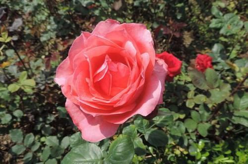  红花绿叶：家里养花，就养盆“精品月季”持续和平，花开红花绿叶，粉嫩水红