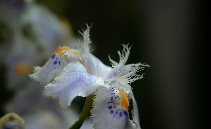  「艳丽」喜欢兰花，不如养盆扁竹兰，花形奇特，花色艳丽多姿。